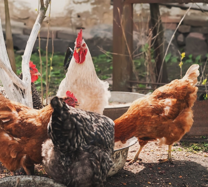 Chickens roaming free at Reckless Love Ranch