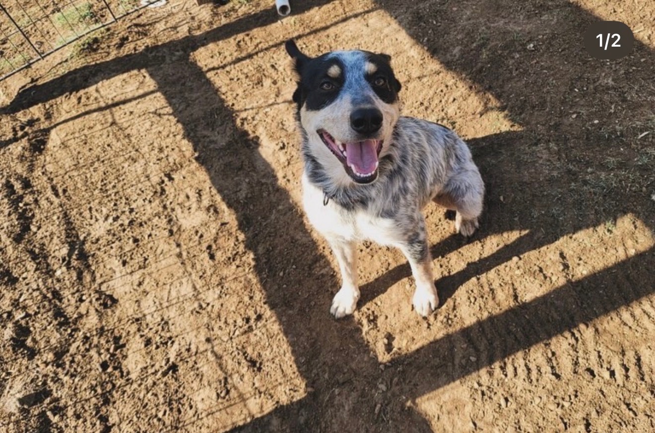 Rescued blue heeler dog at Reckless Love Ranch