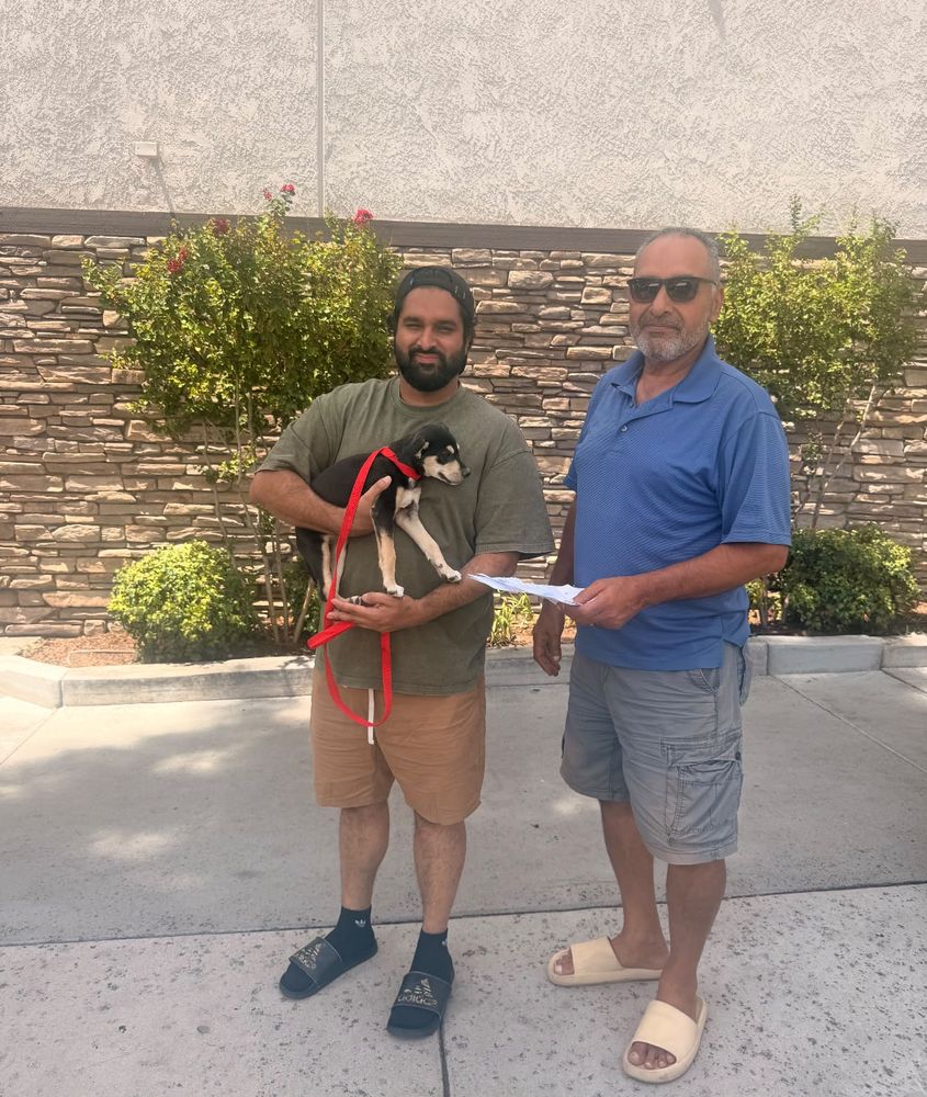 A rescued puppy going home with its new adopter on adoption day