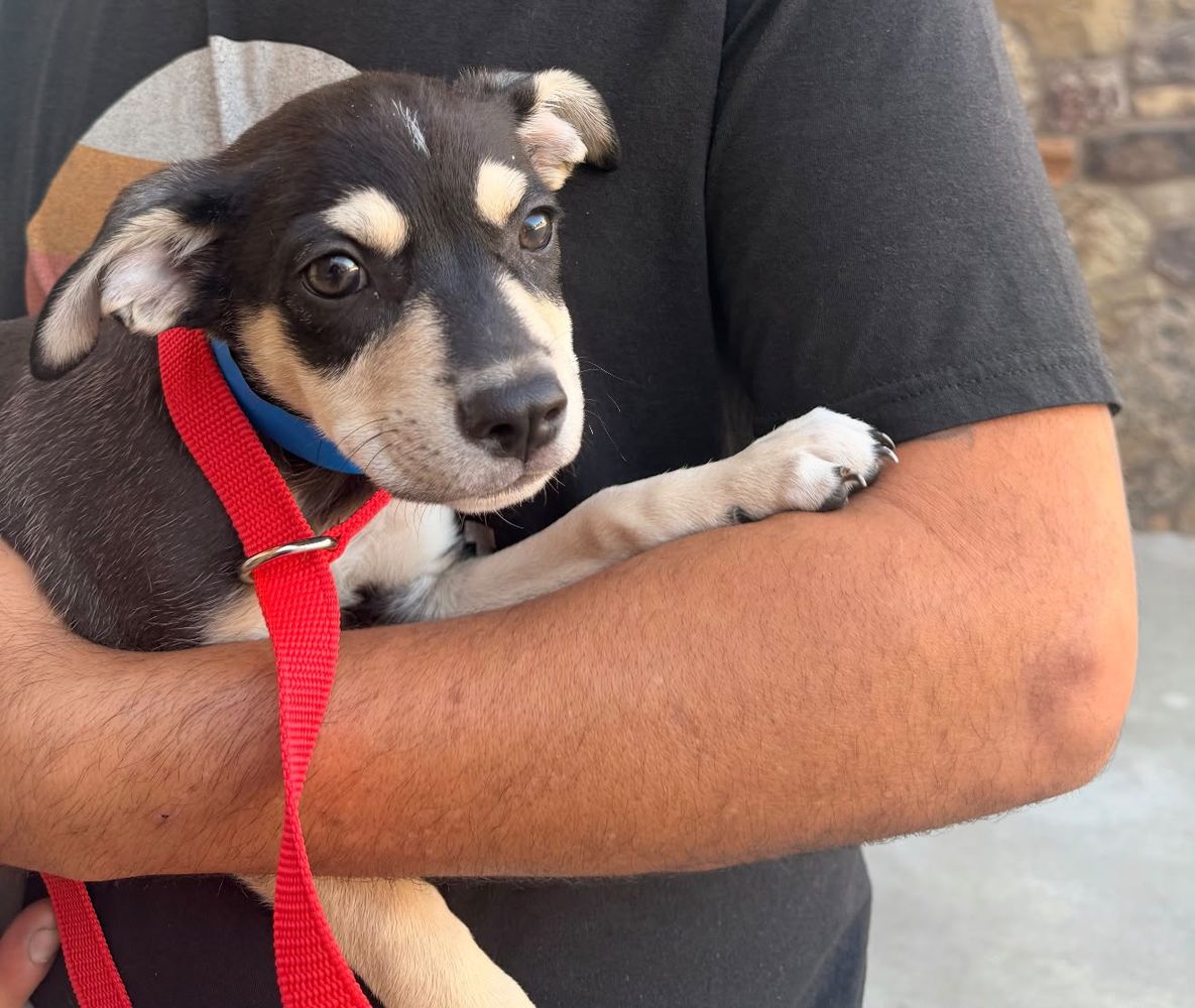 A rescued puppy in a blue collar held safely in a volunteer's arms at the ranch