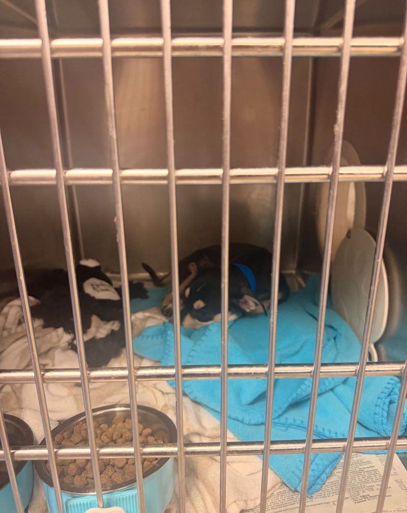 A young black and tan shelter dog curled up asleep on a blanket inside a kennel run