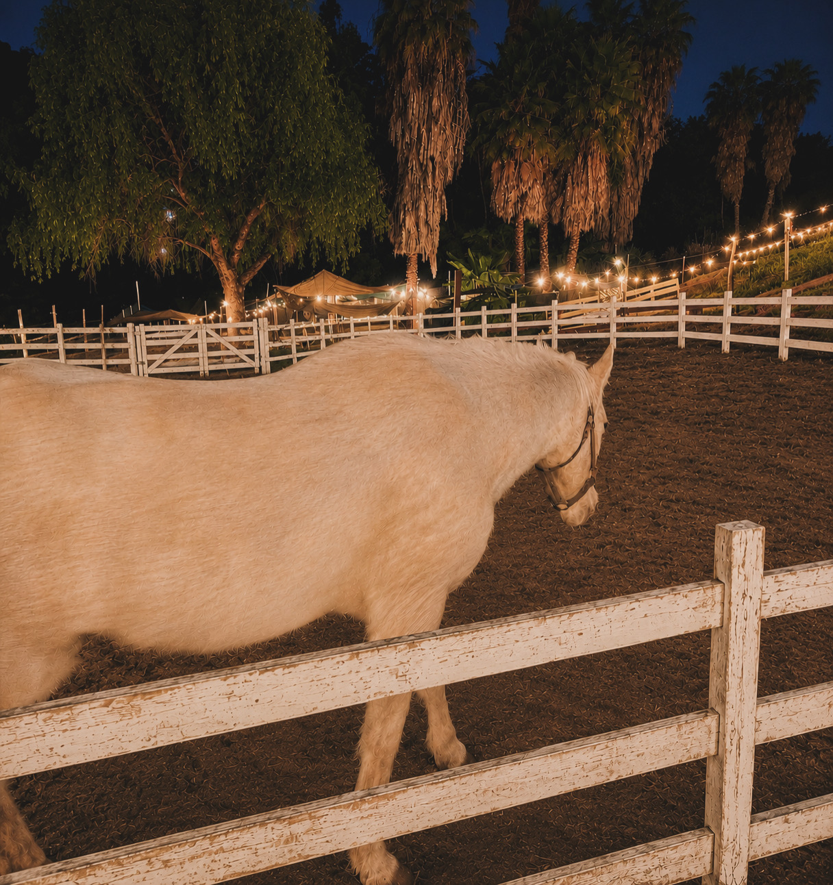 White horse in the pasture at Reckless Love Ranch at night