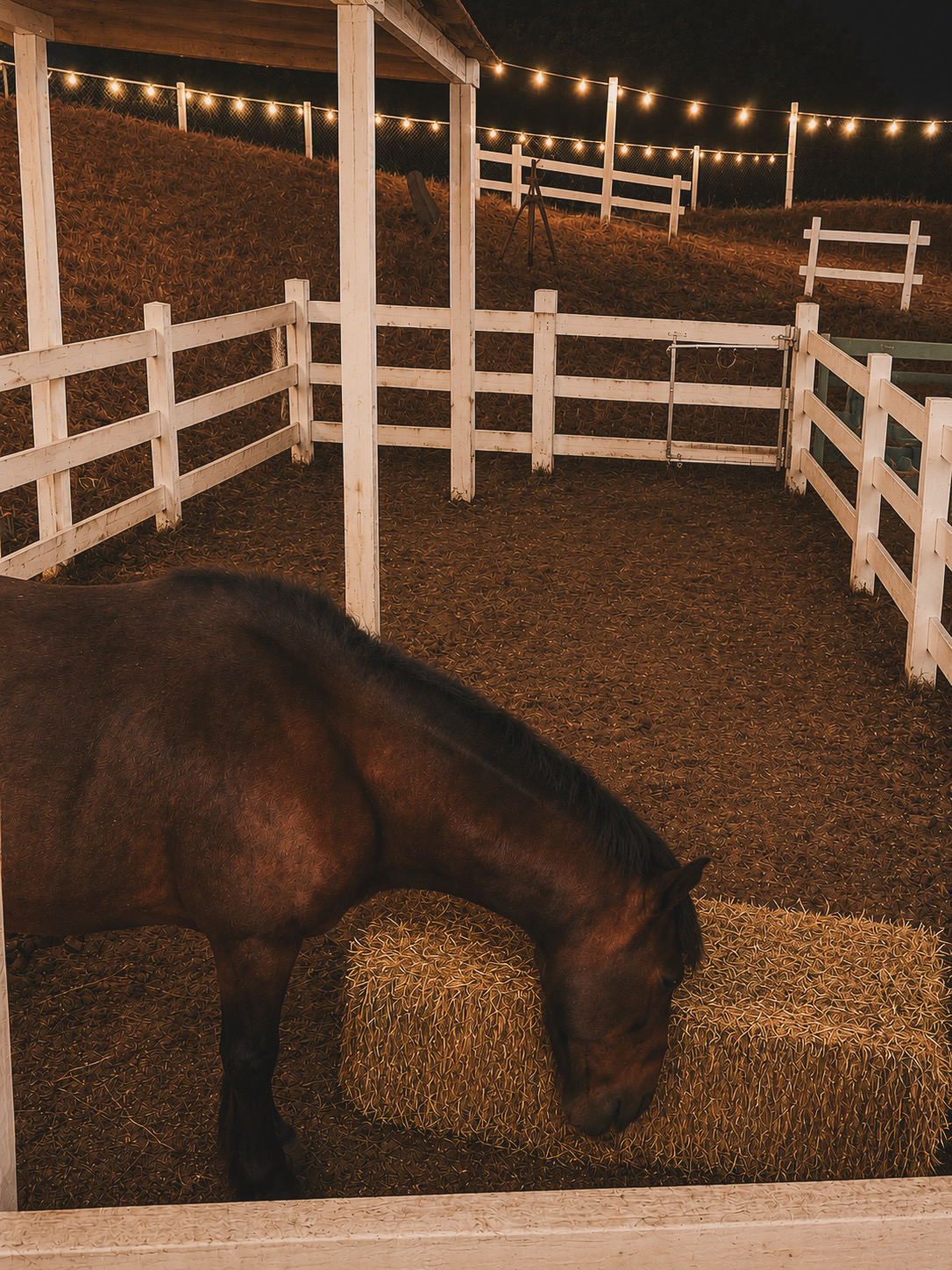 Horses at Reckless Love Ranch at night